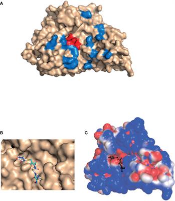 Could <mark class="highlighted">β-Lactam Antibiotics</mark> Block Humoral Immunity?